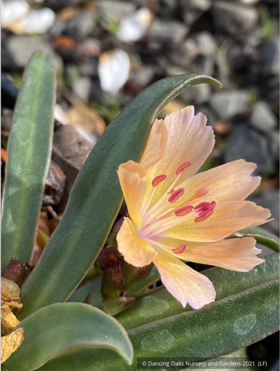 Perennials ~ Lewisia longipetala 'Little Peach', Hybrid Lewisia ~ Dancing Oaks Nursery and Gardens ~ Retail Nursery ~ Mail Order Nursery