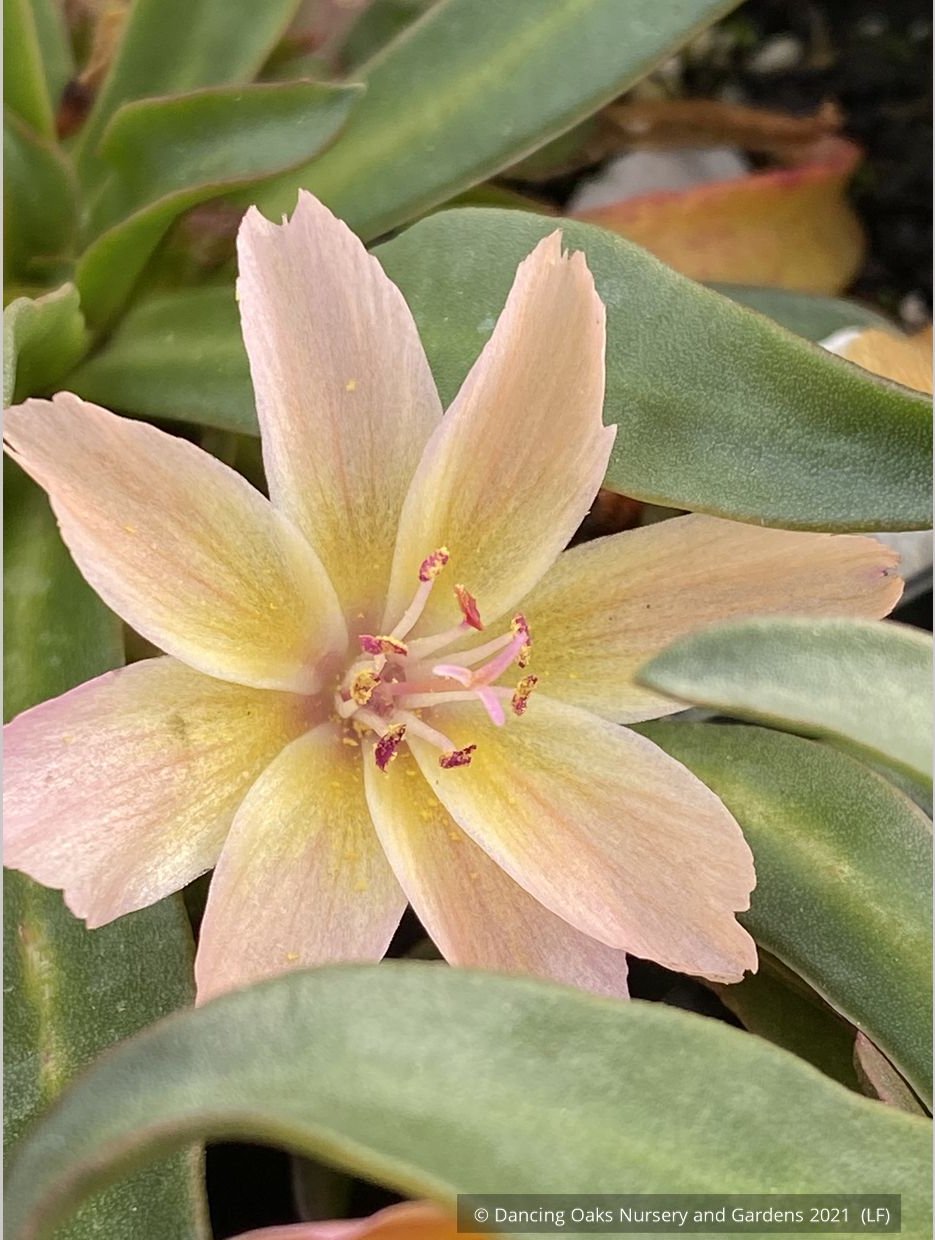 Perennials ~ Lewisia longipetala 'Little Peach', Hybrid Lewisia ~ Dancing Oaks Nursery and Gardens ~ Retail Nursery ~ Mail Order Nursery