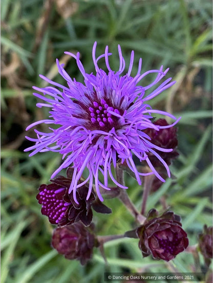 Perennials ~ Liatris scariosa var. nieuwlandii, Northern Blazing Star ~ Dancing Oaks Nursery and Gardens ~ Retail Nursery ~ Mail Order Nursery