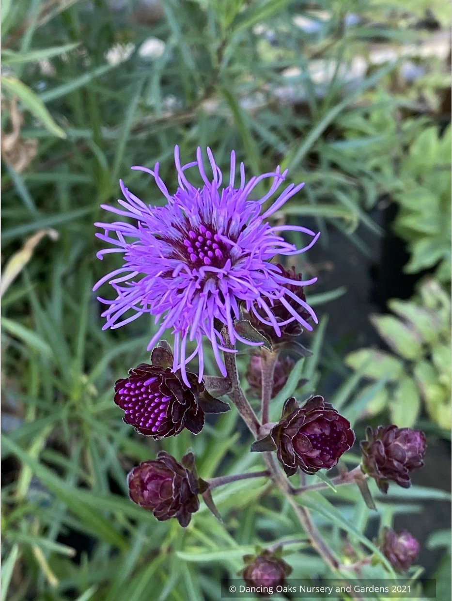 Liatris scariosa var. nieuwlandii, Northern Blazing Star – Dancing