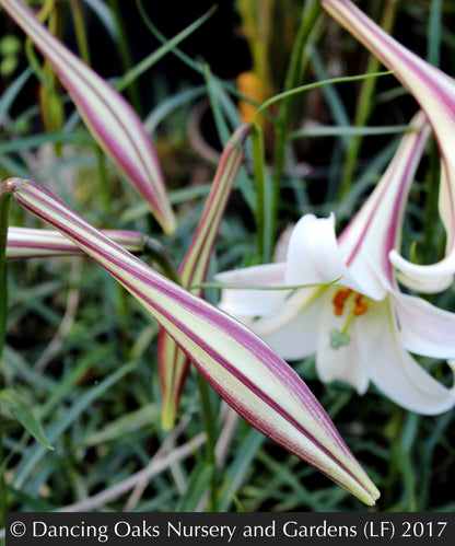 Bulbs & Tubers ~ Lilium formosanum var. pricei, Taiwan Lily ~ Dancing Oaks Nursery and Gardens ~ Retail Nursery ~ Mail Order Nursery