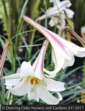 Bulbs & Tubers ~ Lilium formosanum var. pricei, Taiwan Lily ~ Dancing Oaks Nursery and Gardens ~ Retail Nursery ~ Mail Order Nursery