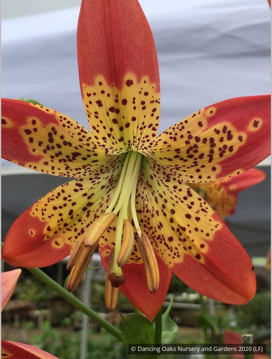 Bulbs & Tubers ~ Lilium longiflorum x pardalinum 'Fusion', Fusion Tiger Lily ~ Dancing Oaks Nursery and Gardens ~ Retail Nursery ~ Mail Order Nursery