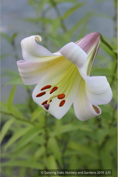 Bulbs & Tubers ~ Lilium sargentiae (480sd1996), Sargent's Lily ~ Dancing Oaks Nursery and Gardens ~ Retail Nursery ~ Mail Order Nursery