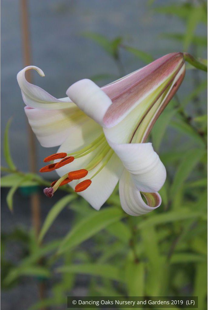 Bulbs & Tubers ~ Lilium sargentiae (480sd1996), Sargent's Lily ~ Dancing Oaks Nursery and Gardens ~ Retail Nursery ~ Mail Order Nursery