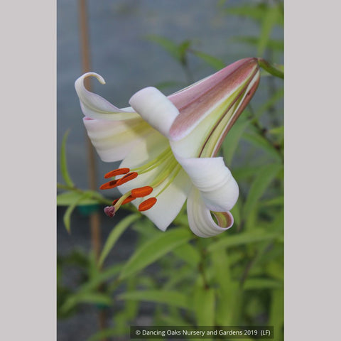 Bulbs & Tubers ~ Lilium sargentiae (480sd1996), Sargent's Lily ~ Dancing Oaks Nursery and Gardens ~ Retail Nursery ~ Mail Order Nursery