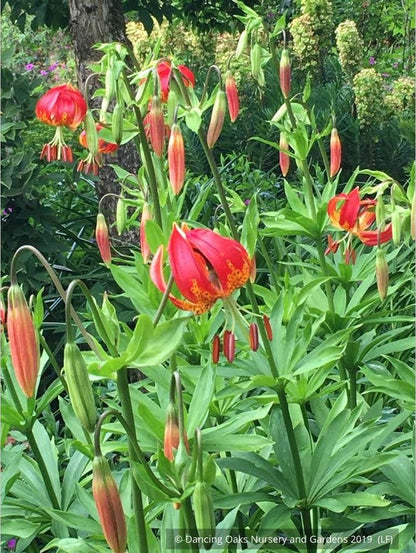 Bulbs & Tubers ~ Lilium pardalinum var. giganteum, Sunset Lily ~ Dancing Oaks Nursery and Gardens ~ Retail Nursery ~ Mail Order Nursery