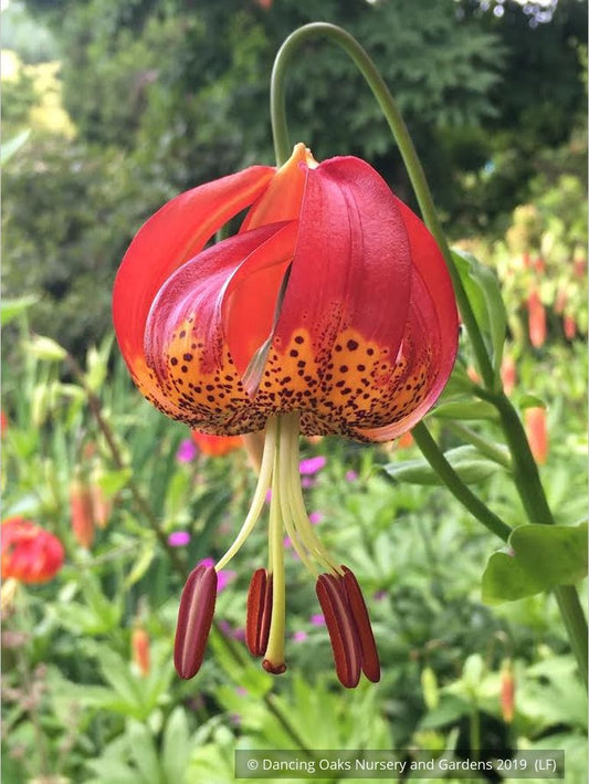 Bulbs & Tubers ~ Lilium pardalinum var. giganteum, Sunset Lily ~ Dancing Oaks Nursery and Gardens ~ Retail Nursery ~ Mail Order Nursery