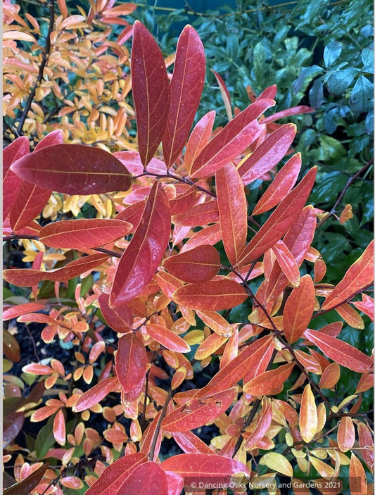 Perennials ~ Lindera angustifolia, Oriental Spicebush ~ Dancing Oaks Nursery and Gardens ~ Retail Nursery ~ Mail Order Nursery