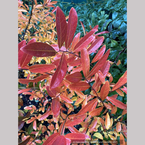 Lindera angustifolia, Oriental Spicebush