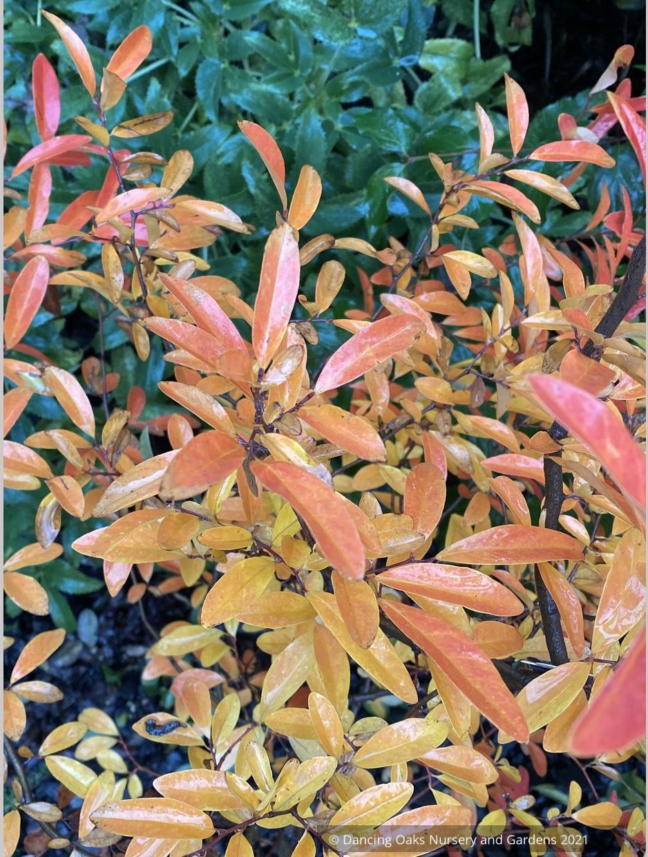 Perennials ~ Lindera angustifolia, Oriental Spicebush ~ Dancing Oaks Nursery and Gardens ~ Retail Nursery ~ Mail Order Nursery