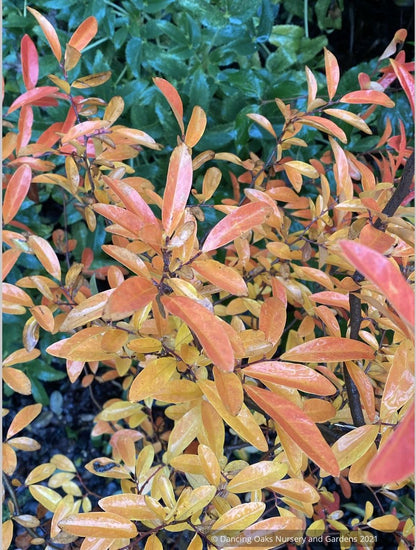 Perennials ~ Lindera angustifolia, Oriental Spicebush ~ Dancing Oaks Nursery and Gardens ~ Retail Nursery ~ Mail Order Nursery