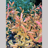 Perennials ~ Lindera angustifolia, Oriental Spicebush ~ Dancing Oaks Nursery and Gardens ~ Retail Nursery ~ Mail Order Nursery