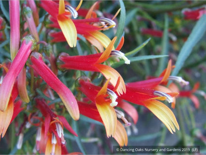 Perennials ~ Lobelia laxiflora var angustifolia, Sierra Madre Lobelia ~ Dancing Oaks Nursery and Gardens ~ Retail Nursery ~ Mail Order Nursery