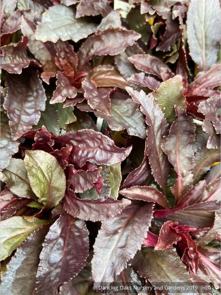 Perennials ~ Lobelia cardinalis 'Black Truffle', Cardinal Flower ~ Dancing Oaks Nursery and Gardens ~ Retail Nursery ~ Mail Order Nursery