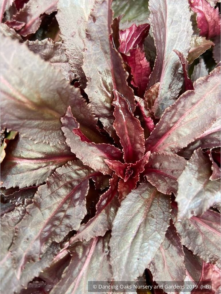 Perennials ~ Lobelia cardinalis 'Black Truffle', Cardinal Flower ~ Dancing Oaks Nursery and Gardens ~ Retail Nursery ~ Mail Order Nursery