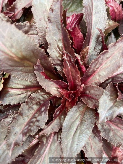 Perennials ~ Lobelia cardinalis 'Black Truffle', Cardinal Flower ~ Dancing Oaks Nursery and Gardens ~ Retail Nursery ~ Mail Order Nursery