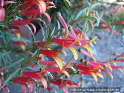 Perennials ~ Lobelia laxiflora var angustifolia, Sierra Madre Lobelia ~ Dancing Oaks Nursery and Gardens ~ Retail Nursery ~ Mail Order Nursery