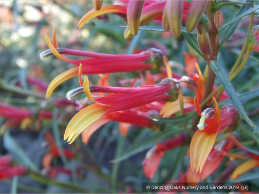 Perennials ~ Lobelia laxiflora var angustifolia, Sierra Madre Lobelia ~ Dancing Oaks Nursery and Gardens ~ Retail Nursery ~ Mail Order Nursery