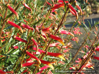 Perennials ~ Lobelia laxiflora var angustifolia, Sierra Madre Lobelia ~ Dancing Oaks Nursery and Gardens ~ Retail Nursery ~ Mail Order Nursery