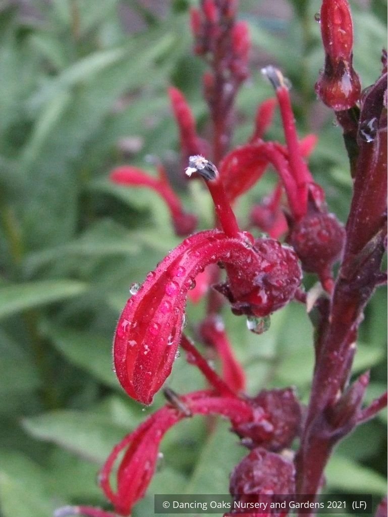Perennials ~ Lobelia tupa, Chilean Lobelia or Devil's Tobacco ~ Dancing Oaks Nursery and Gardens ~ Retail Nursery ~ Mail Order Nursery
