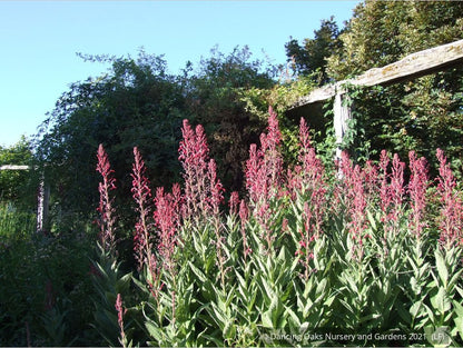 Perennials ~ Lobelia tupa, Chilean Lobelia or Devil's Tobacco ~ Dancing Oaks Nursery and Gardens ~ Retail Nursery ~ Mail Order Nursery