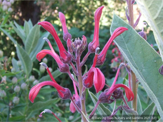 Perennials ~ Lobelia tupa, Chilean Lobelia or Devil's Tobacco ~ Dancing Oaks Nursery and Gardens ~ Retail Nursery ~ Mail Order Nursery