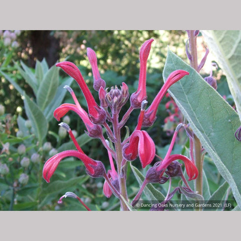 Perennials ~ Lobelia tupa, Chilean Lobelia or Devil's Tobacco ~ Dancing Oaks Nursery and Gardens ~ Retail Nursery ~ Mail Order Nursery