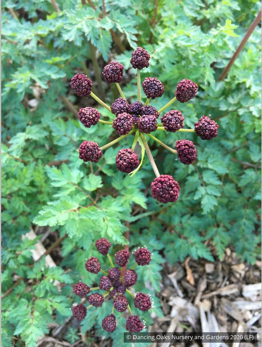 Perennials ~ Lomatium dissectum, Fernleaf Biscuitroot ~ Dancing Oaks Nursery and Gardens ~ Retail Nursery ~ Mail Order Nursery