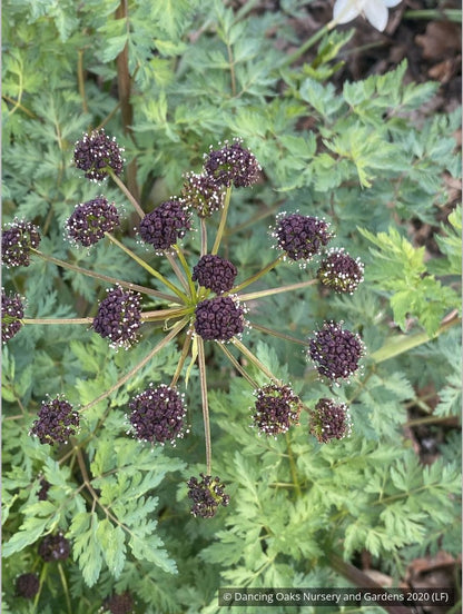 Perennials ~ Lomatium dissectum, Fernleaf Biscuitroot ~ Dancing Oaks Nursery and Gardens ~ Retail Nursery ~ Mail Order Nursery