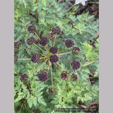 Perennials ~ Lomatium dissectum, Fernleaf Biscuitroot ~ Dancing Oaks Nursery and Gardens ~ Retail Nursery ~ Mail Order Nursery