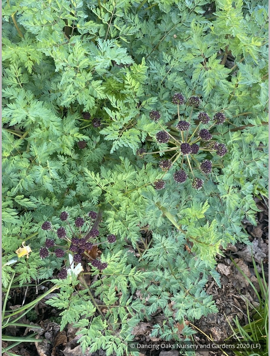 Perennials ~ Lomatium dissectum, Fernleaf Biscuitroot ~ Dancing Oaks Nursery and Gardens ~ Retail Nursery ~ Mail Order Nursery