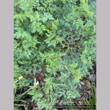 Perennials ~ Lomatium dissectum, Fernleaf Biscuitroot ~ Dancing Oaks Nursery and Gardens ~ Retail Nursery ~ Mail Order Nursery