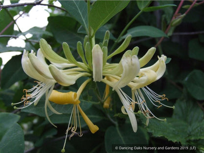 Vines ~ Lonicera periclymenum 'Graham Stuart Thomas', Honeysuckle ~ Dancing Oaks Nursery and Gardens ~ Retail Nursery ~ Mail Order Nursery