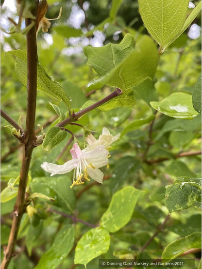 Lonicera x purpusii, Winter Honeysuckle
