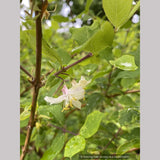 Lonicera x purpusii, Winter Honeysuckle