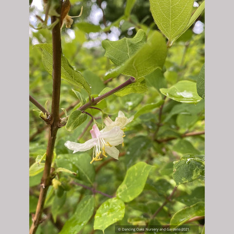 Lonicera x purpusii, Winter Honeysuckle – Dancing Oaks Nursery and Gardens