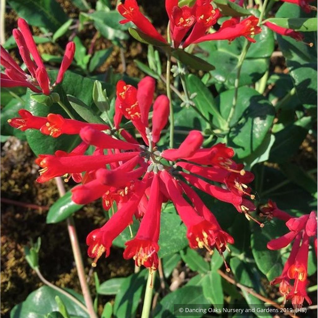 Vines ~ Lonicera sempervirens 'Major Wheeler', Trumpet Honeysuckle ~ Dancing Oaks Nursery and Gardens ~ Retail Nursery ~ Mail Order Nursery