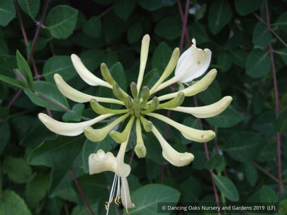 Vines ~ Lonicera periclymenum 'Graham Stuart Thomas', Honeysuckle ~ Dancing Oaks Nursery and Gardens ~ Retail Nursery ~ Mail Order Nursery