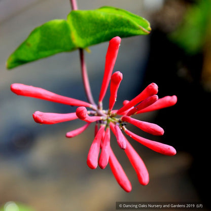 Vines ~ Lonicera sempervirens 'Major Wheeler', Trumpet Honeysuckle ~ Dancing Oaks Nursery and Gardens ~ Retail Nursery ~ Mail Order Nursery