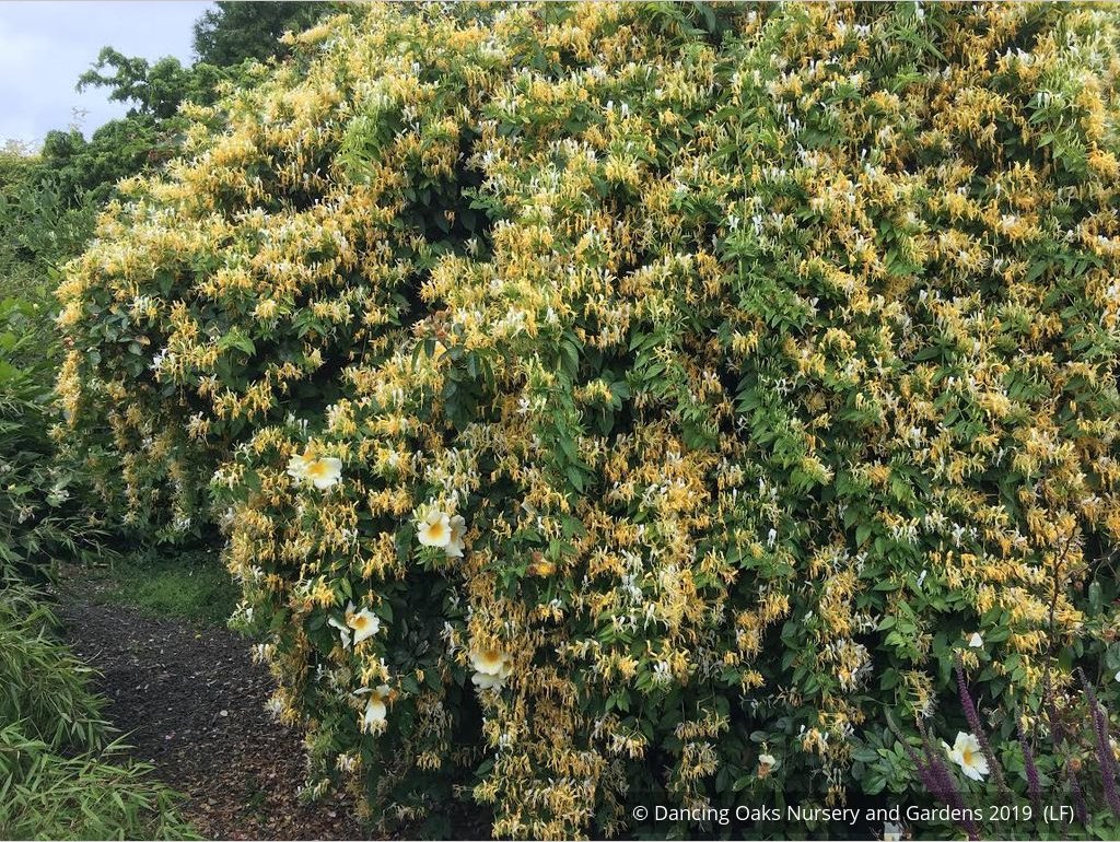Vines ~ Lonicera similis var. delavayi, Delavay Honeysuckle ~ Dancing Oaks Nursery and Gardens ~ Retail Nursery ~ Mail Order Nursery