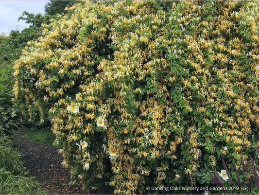 Vines ~ Lonicera similis var. delavayi, Delavay Honeysuckle ~ Dancing Oaks Nursery and Gardens ~ Retail Nursery ~ Mail Order Nursery