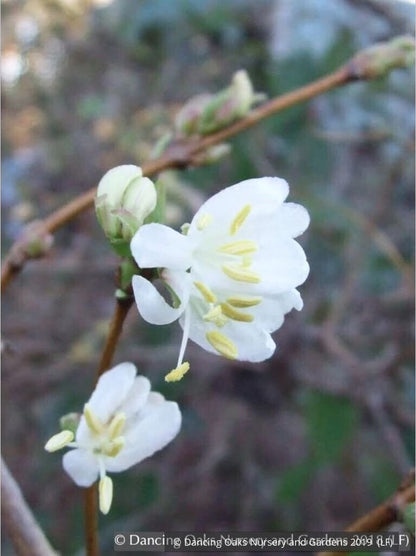 Shrubs ~ Lonicera x purpusii, Winter Beauty Honeysuckle ~ Dancing Oaks Nursery and Gardens ~ Retail Nursery ~ Mail Order Nursery