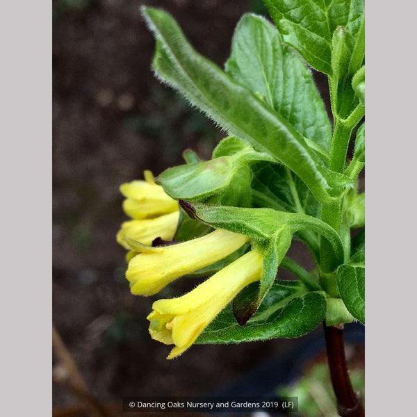 Lonicera involucrata, Twinberry – Dancing Oaks Nursery and Gardens