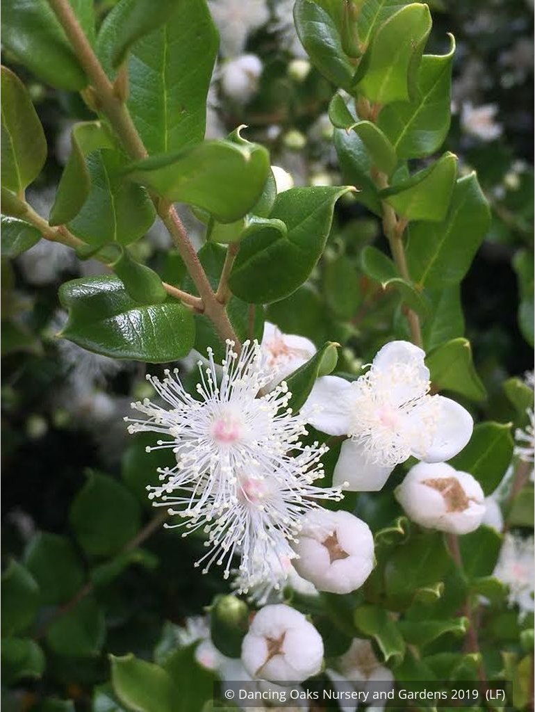 Shrubs ~ Luma apiculata, Chilean Myrtle ~ Dancing Oaks Nursery and Gardens ~ Retail Nursery ~ Mail Order Nursery