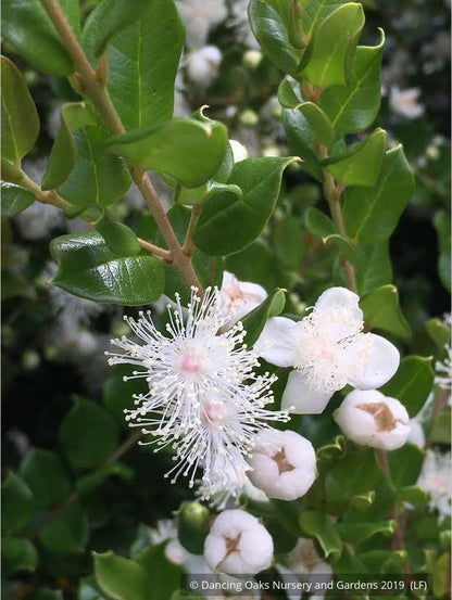 Shrubs ~ Luma apiculata, Chilean Myrtle ~ Dancing Oaks Nursery and Gardens ~ Retail Nursery ~ Mail Order Nursery