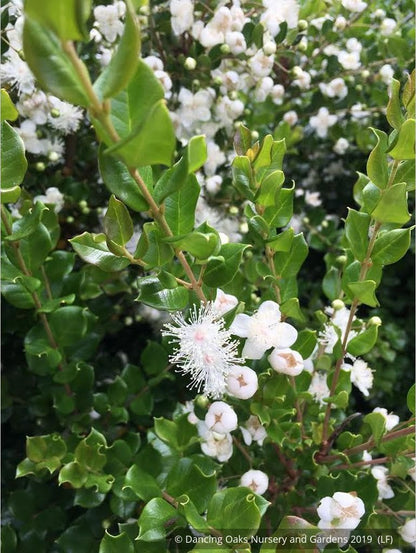 Shrubs ~ Luma apiculata, Chilean Myrtle ~ Dancing Oaks Nursery and Gardens ~ Retail Nursery ~ Mail Order Nursery