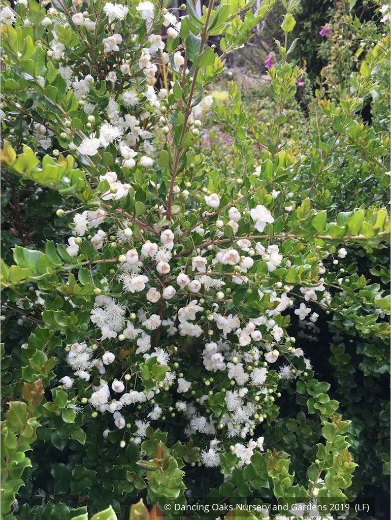 Shrubs ~ Luma apiculata, Chilean Myrtle ~ Dancing Oaks Nursery and Gardens ~ Retail Nursery ~ Mail Order Nursery