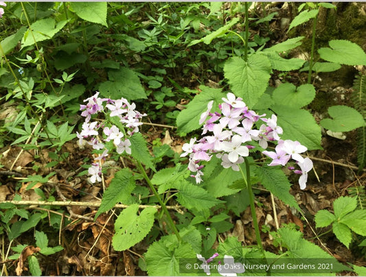 Lunaria rediviva, Perennial Honesty