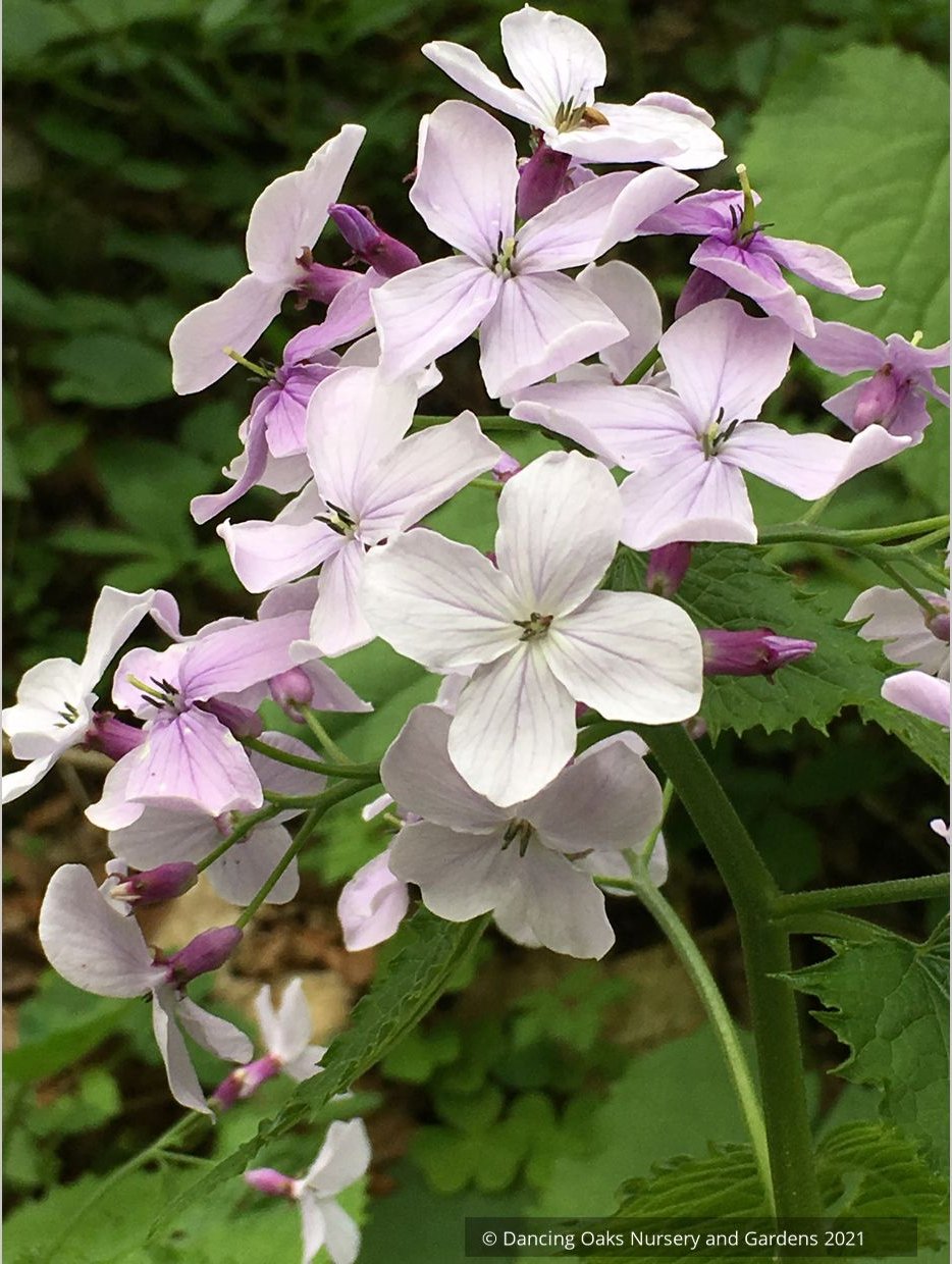 Lunaria rediviva, Perennial Honesty
